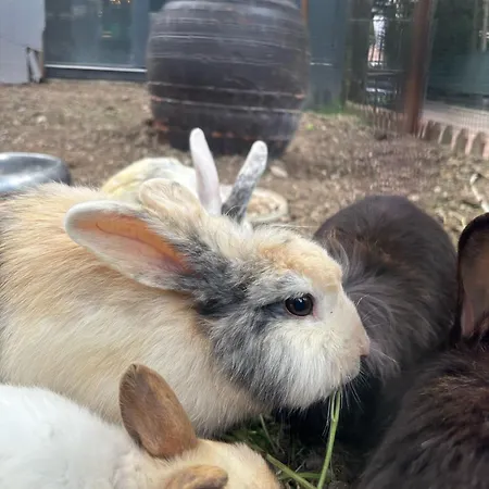 Gardan Hotel Istanboel